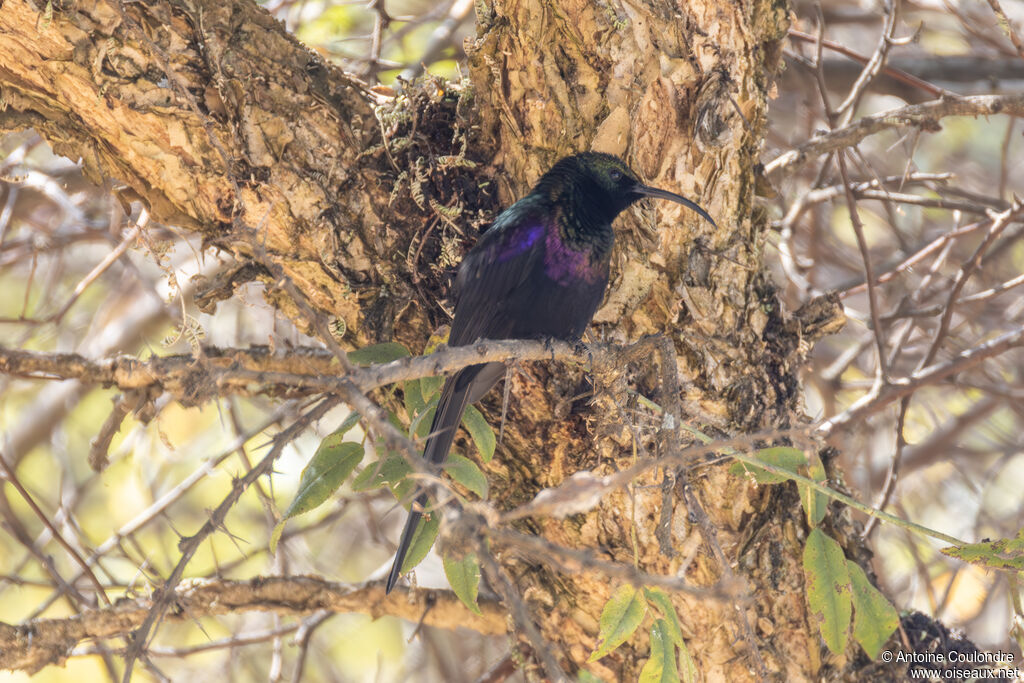 Tacazze Sunbird male adult