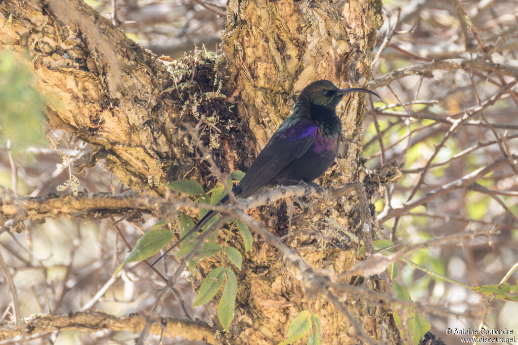 Tacazze Sunbird male adult