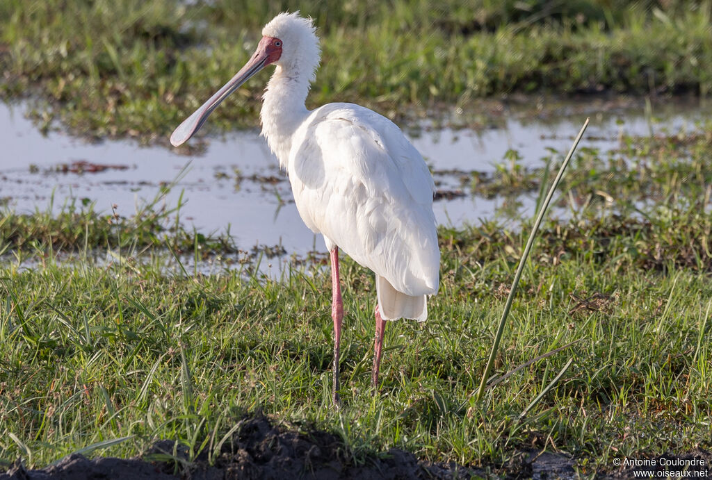 African Spoonbill