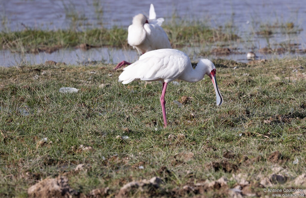 African Spoonbilladult