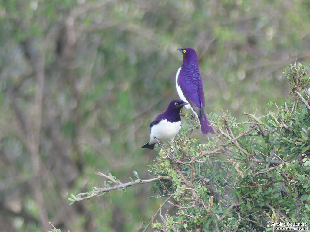 Violet-backed Starling male adult
