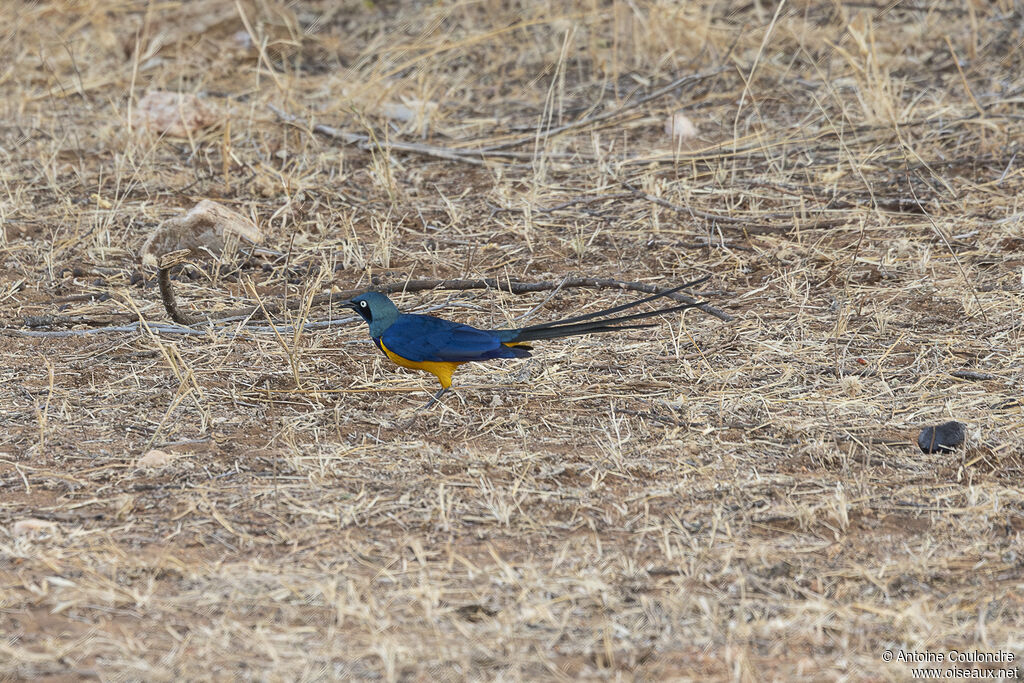 Golden-breasted Starlingadult