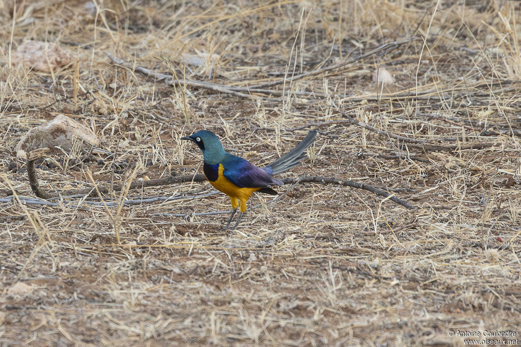 Golden-breasted Starlingadult