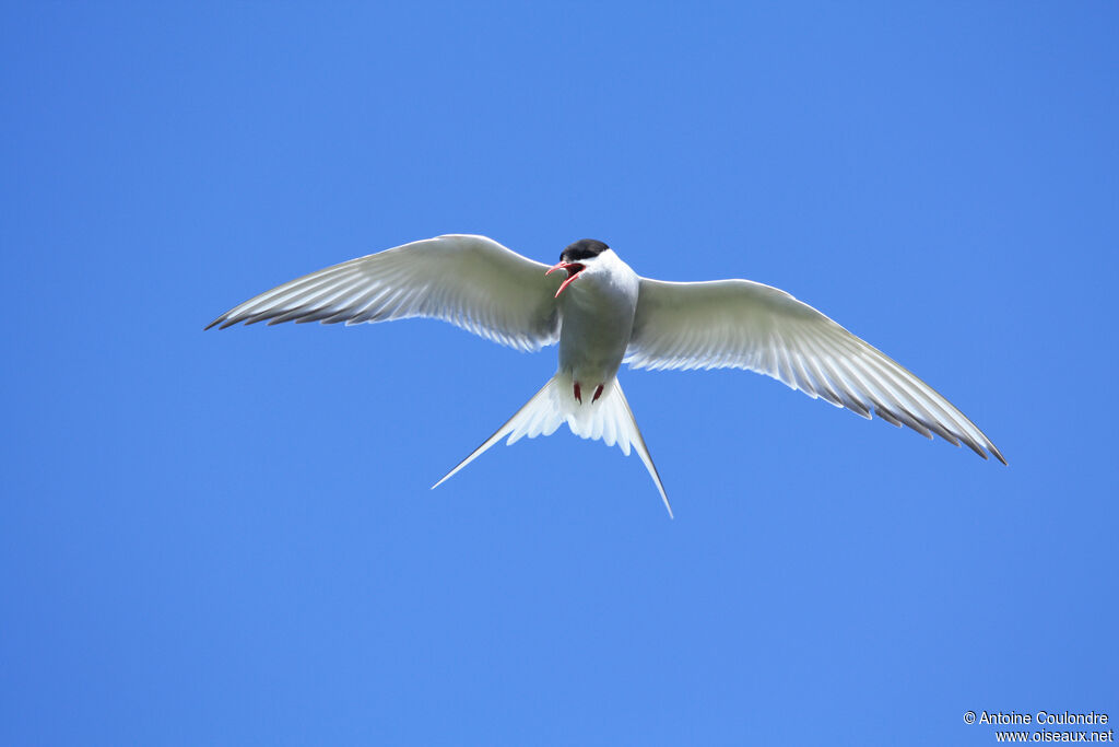Arctic Ternadult, Flight