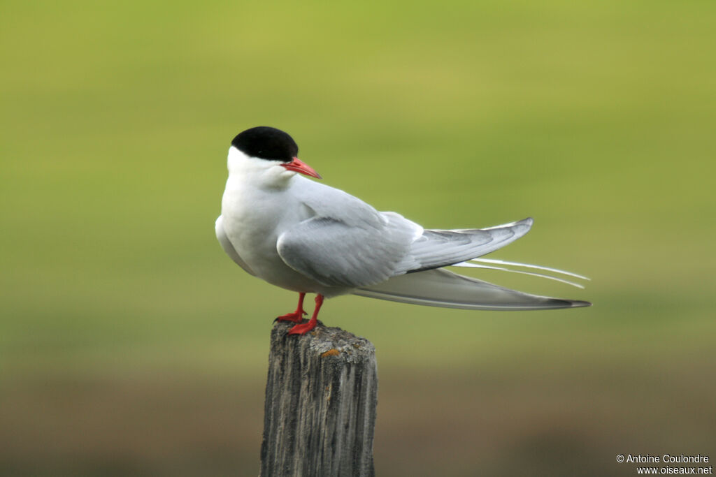 Arctic Ternadult breeding