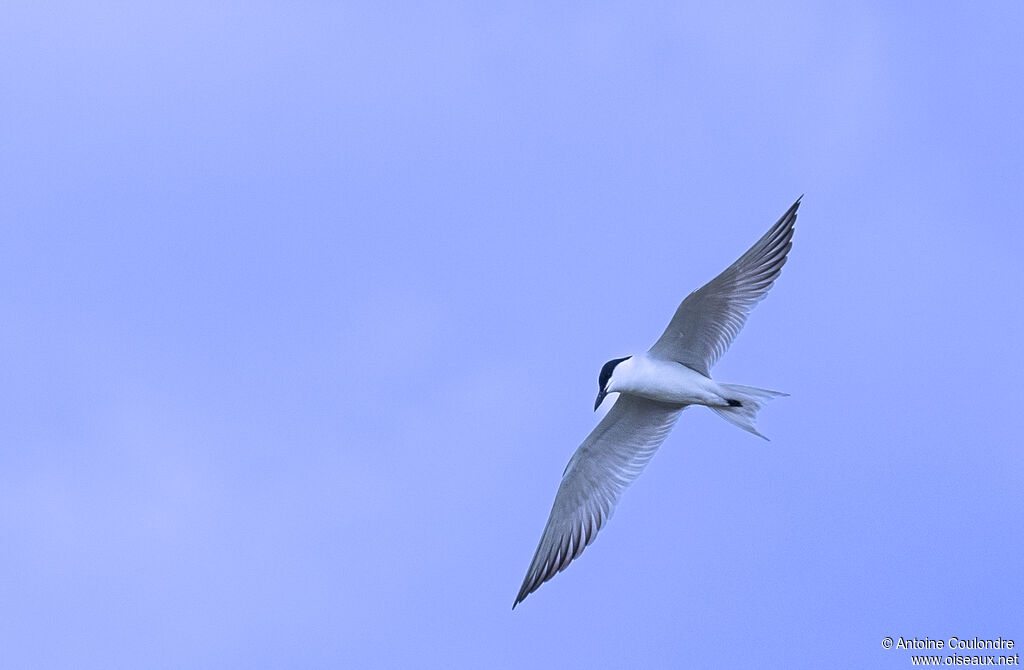 Gull-billed Ternadult breeding