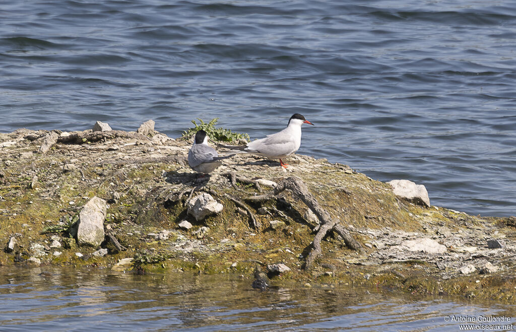 Common Ternadult breeding