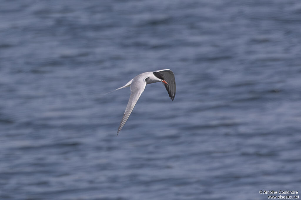 Common Ternadult breeding