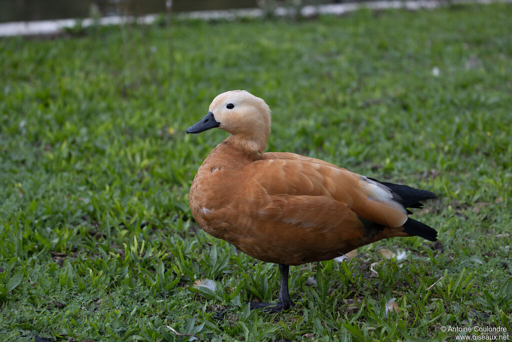 Ruddy Shelduckadult post breeding, identification