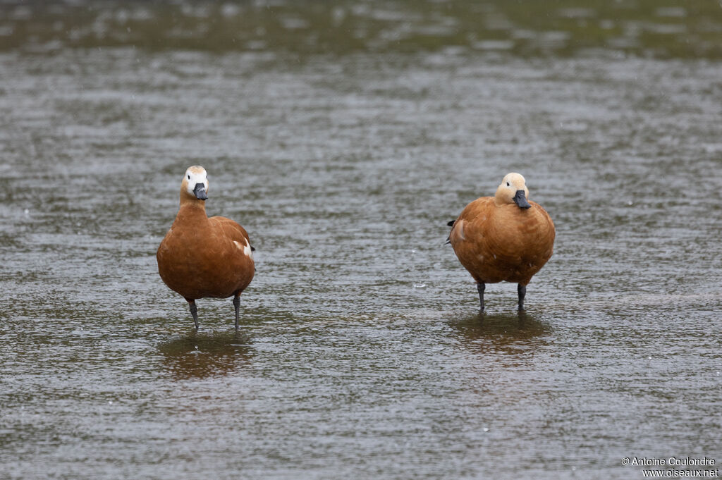 Ruddy Shelduckadult post breeding