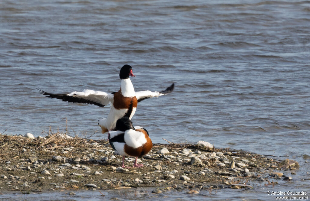 Common Shelduckadult