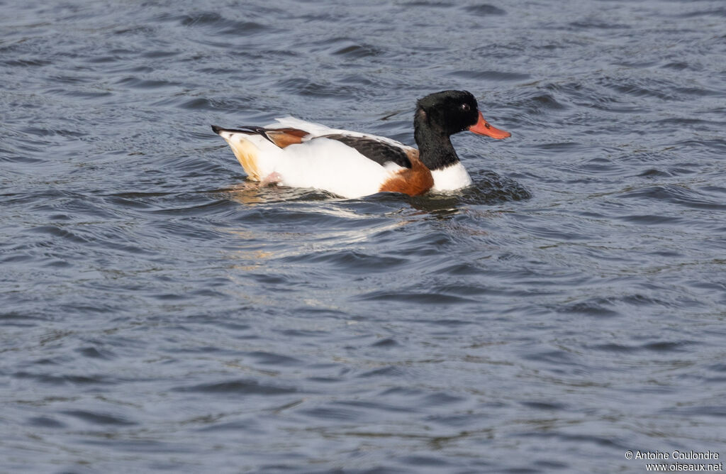 Common Shelduckadult