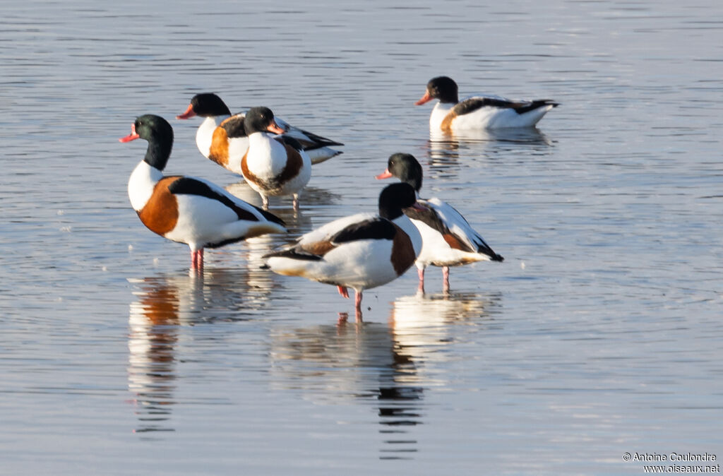 Common Shelduckadult