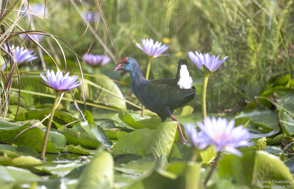 African Swamphenadult