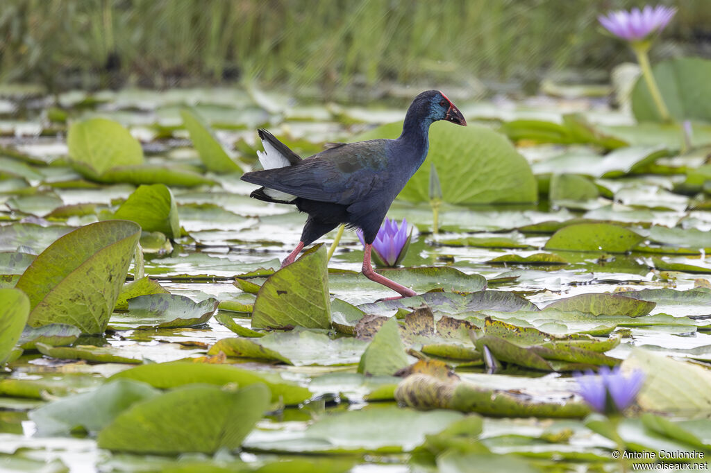 African Swamphenadult