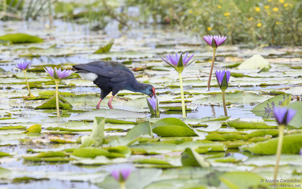 African Swamphenadult, eats