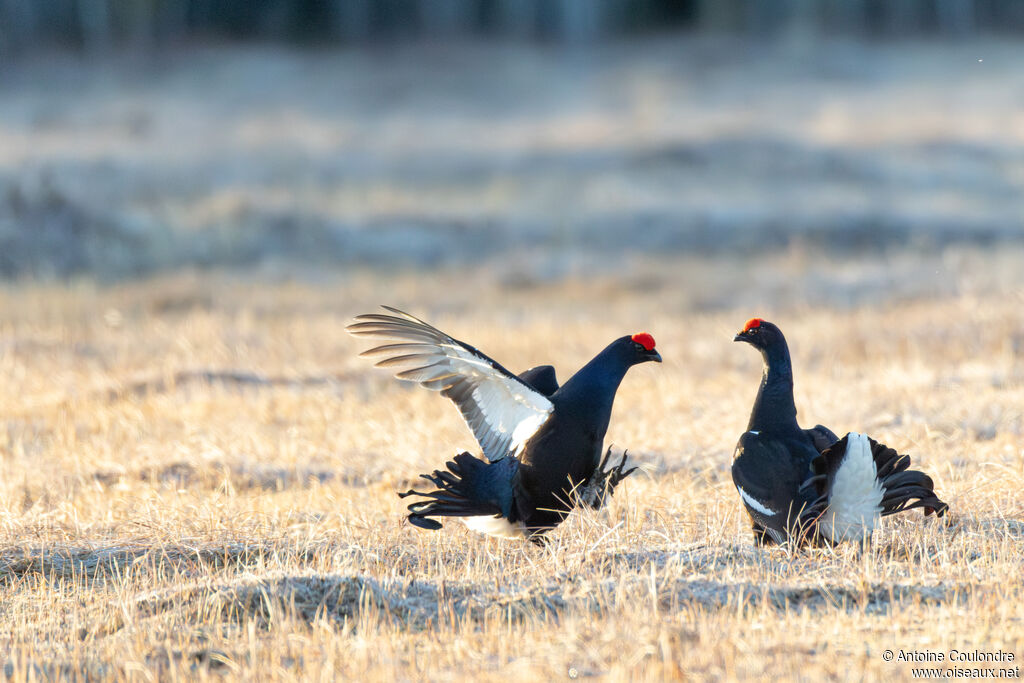 Tétras lyre mâle adulte nuptial, parade