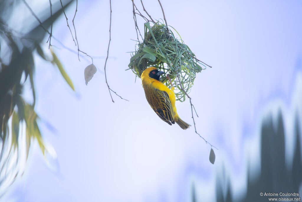 Southern Masked Weaver male adult breeding, Reproduction-nesting