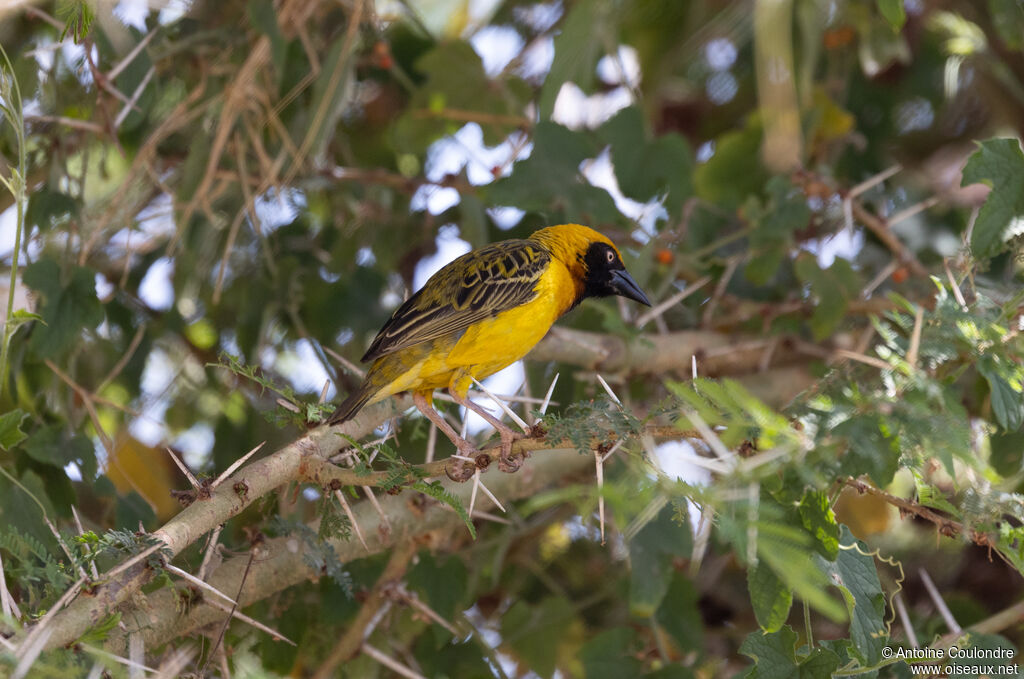 Speke's Weaver male adult breeding