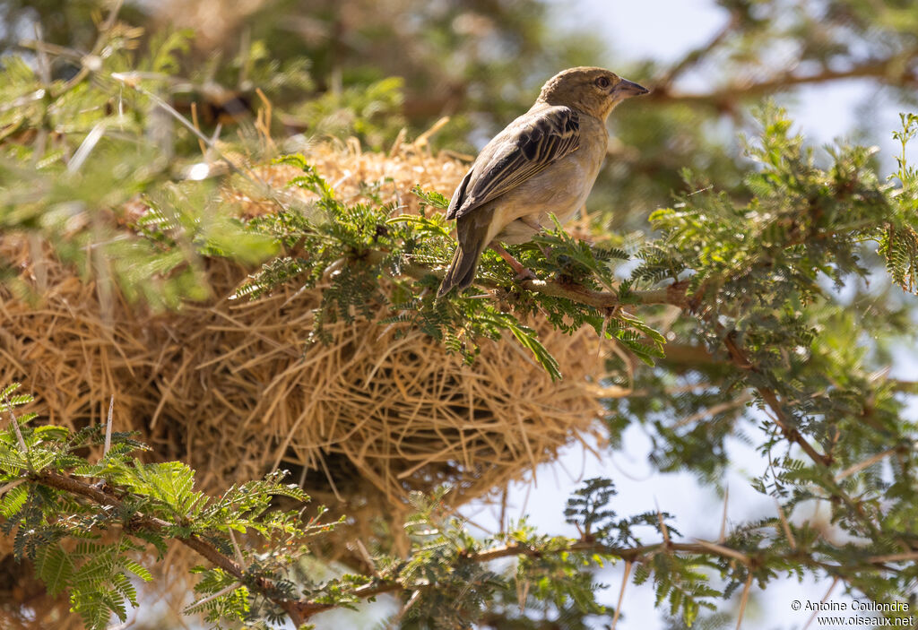 Speke's Weaver female adult breeding