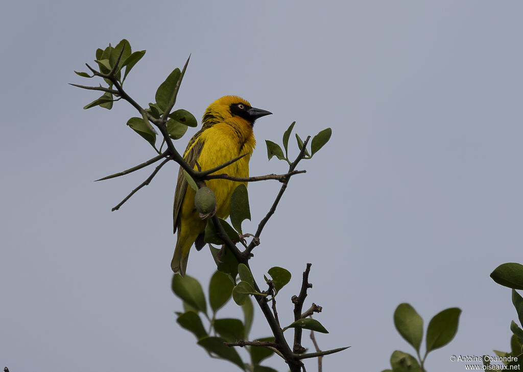 Speke's Weaver male adult breeding