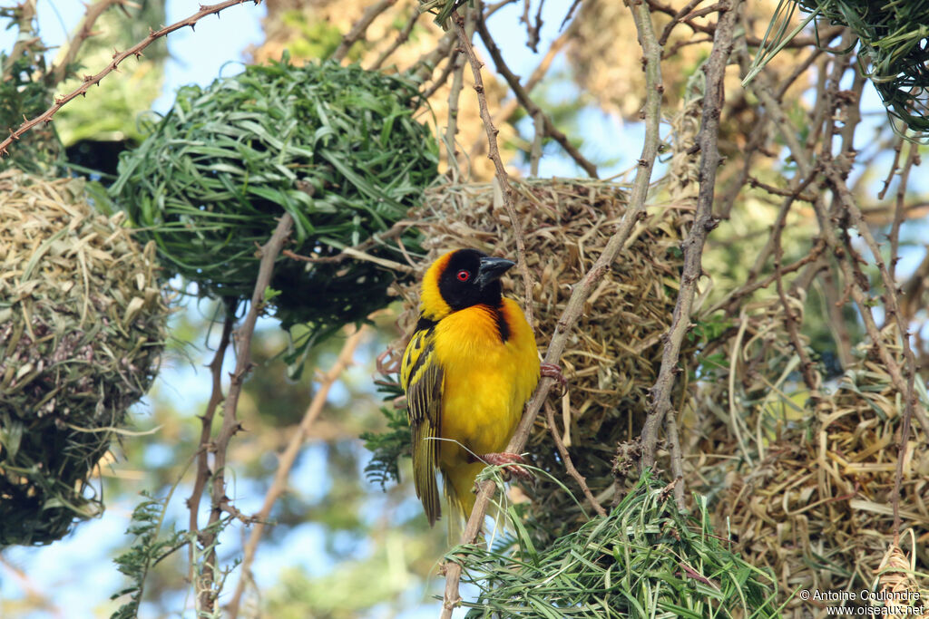 Village Weaver male adult breeding, Reproduction-nesting