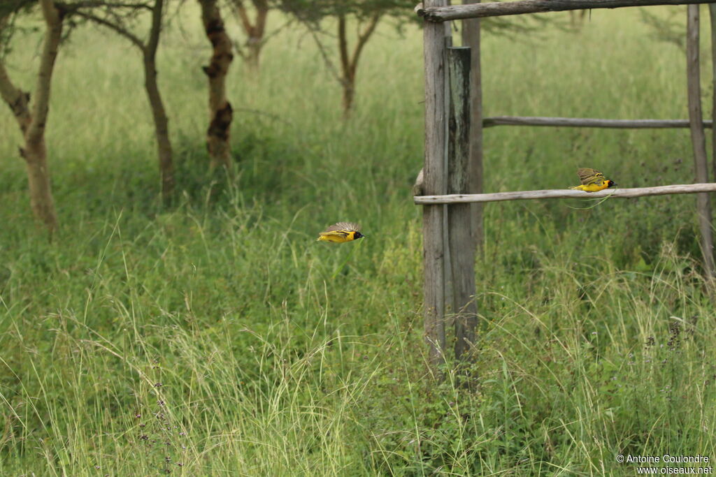 Village Weaver male adult breeding, Flight, Reproduction-nesting