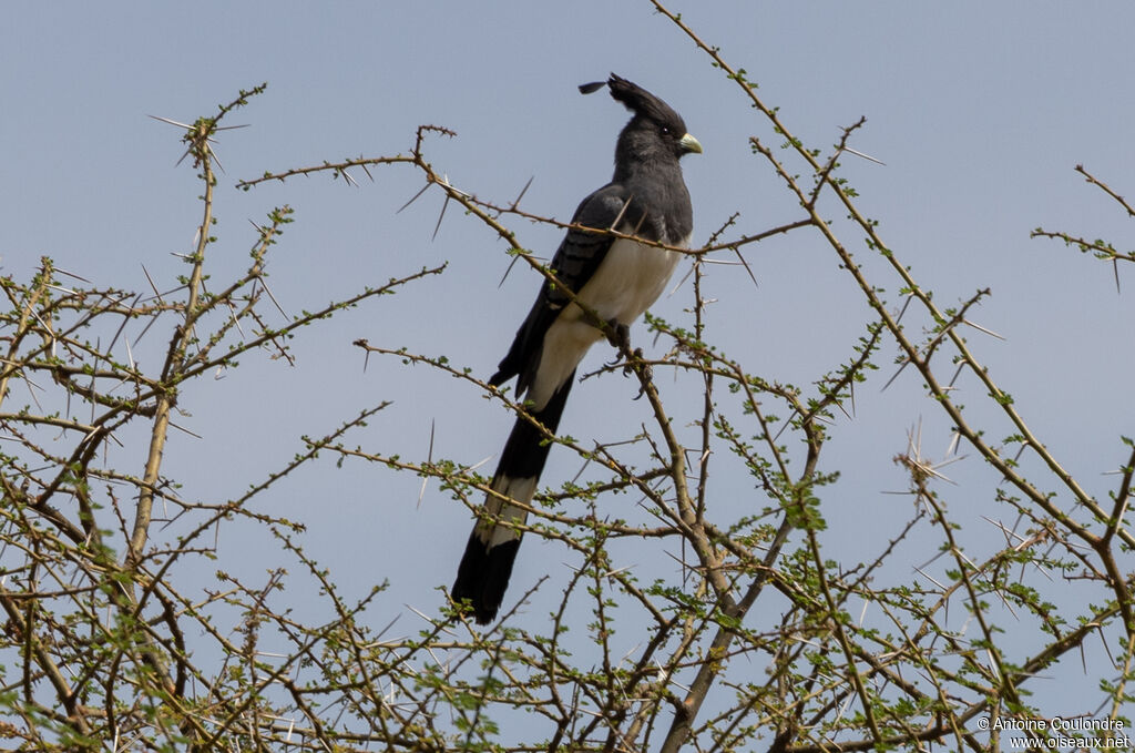 White-bellied Go-away-birdadult
