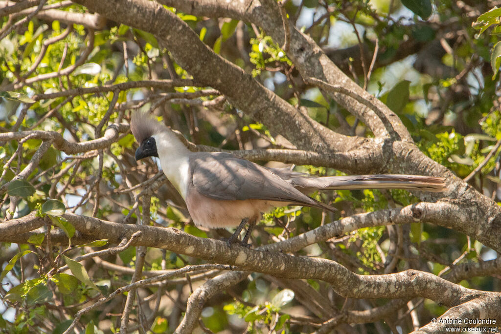 Bare-faced Go-away-birdadult