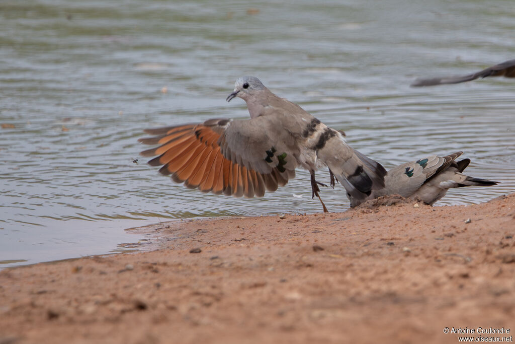 Emerald-spotted Wood Doveadult, drinks
