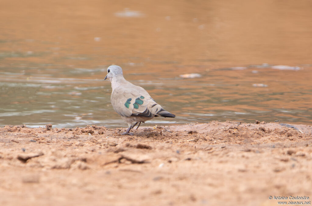 Emerald-spotted Wood Doveadult, drinks