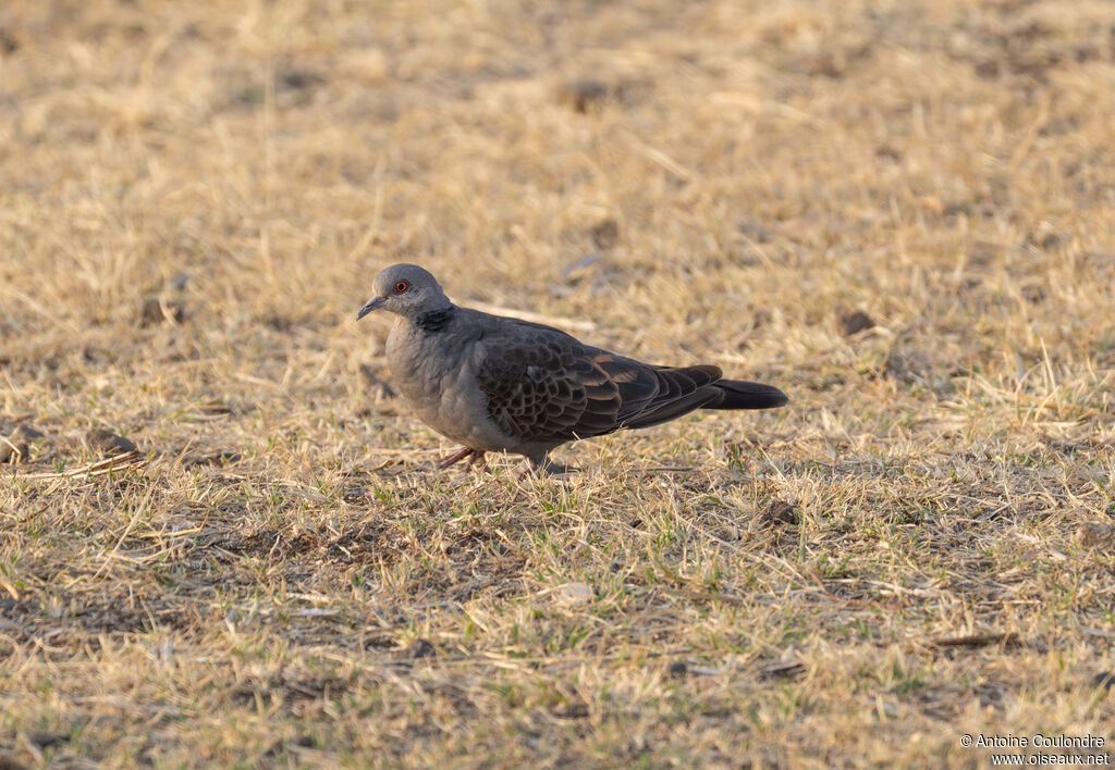 Dusky Turtle Doveadult, walking