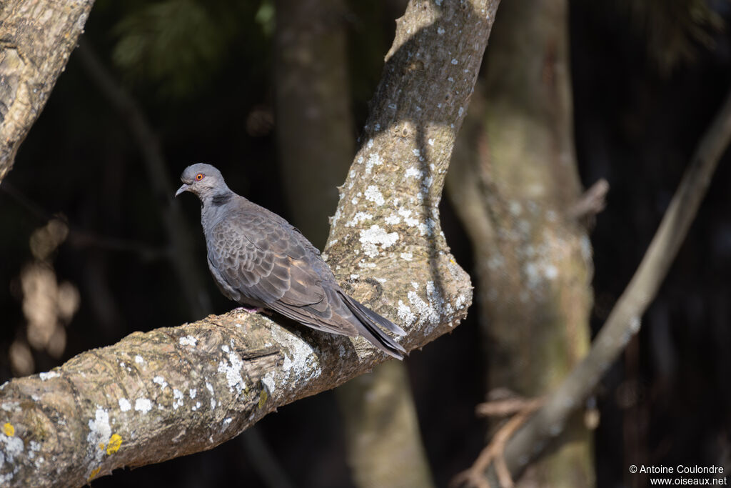 Dusky Turtle Doveadult