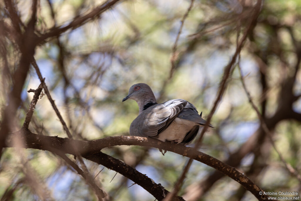 Mourning Collared Doveadult