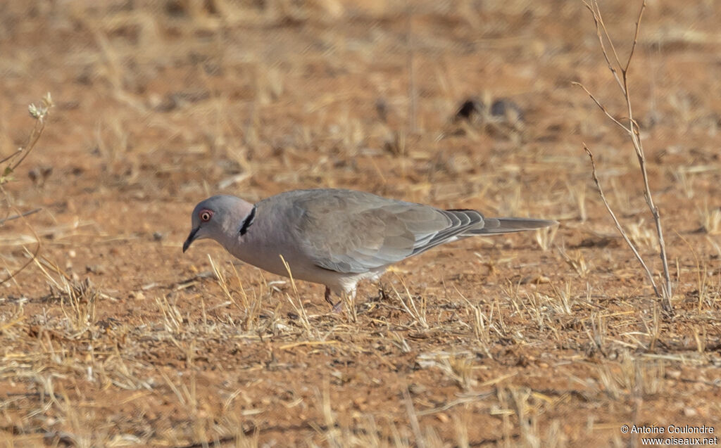Mourning Collared Doveadult, eats