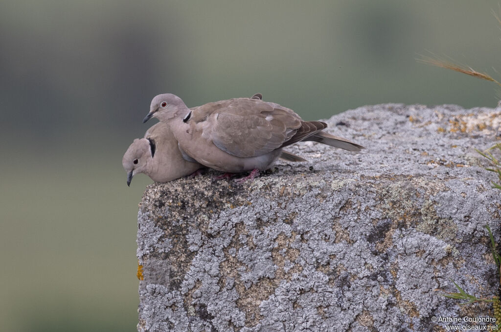 Eurasian Collared Doveadult breeding, courting display