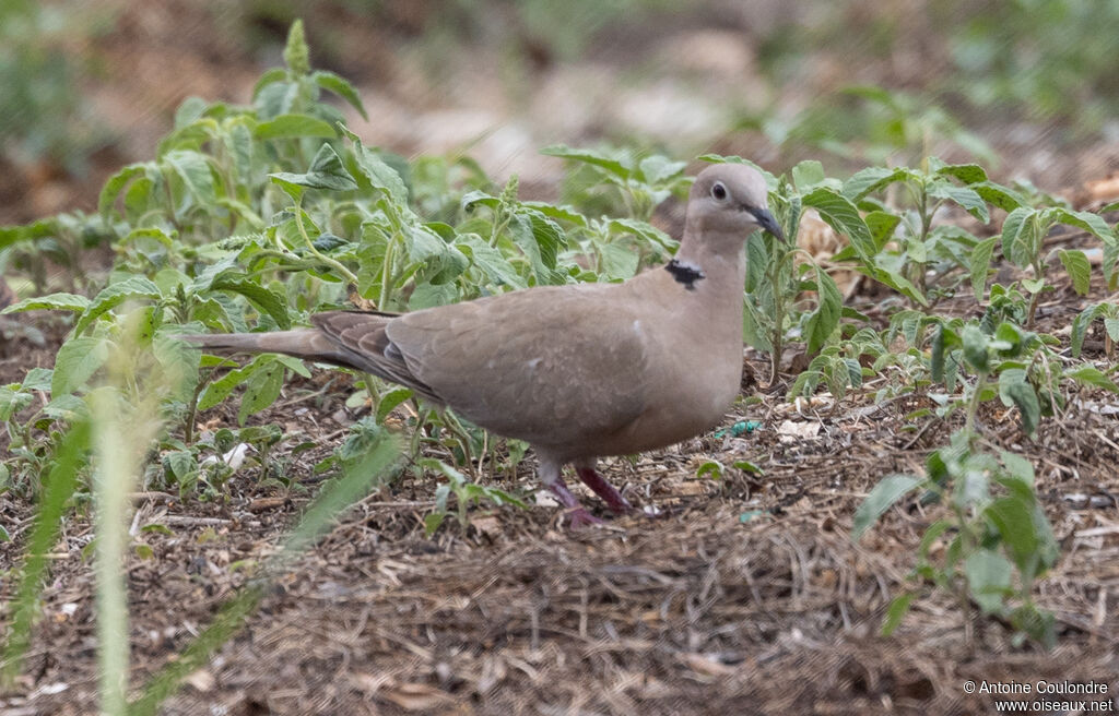 Eurasian Collared Doveadult