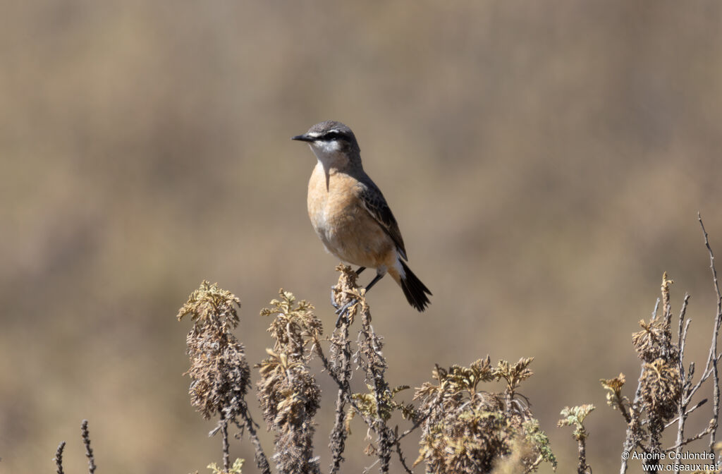 Rusty-breasted Wheatearadult