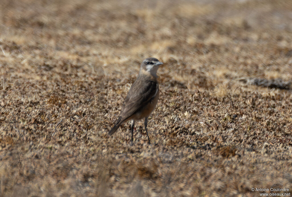 Rusty-breasted Wheatearadult