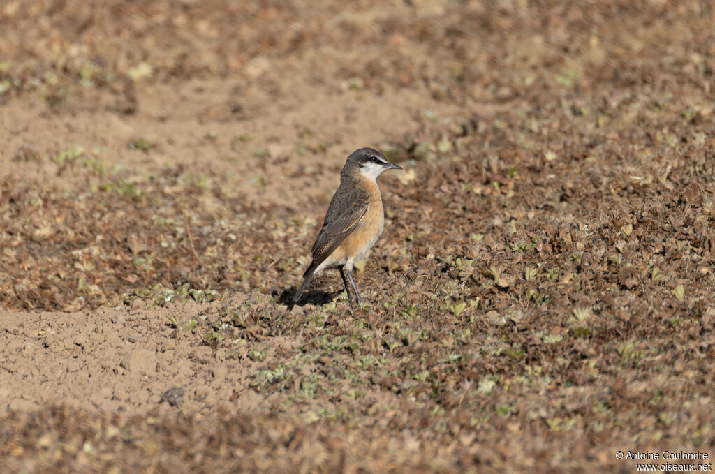 Rusty-breasted Wheatearadult