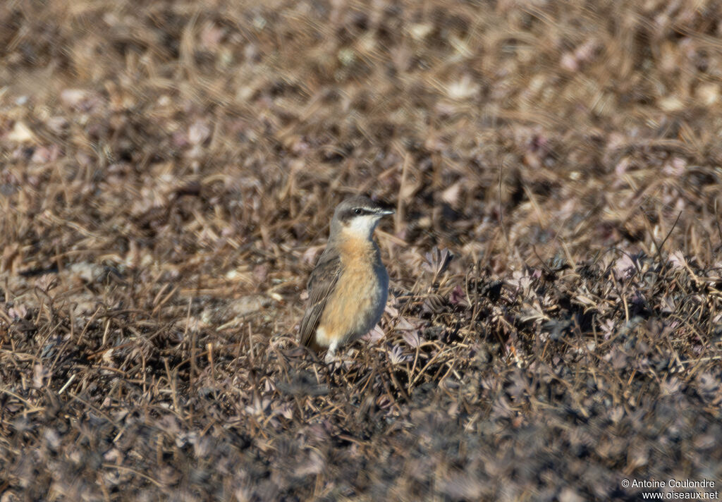 Rusty-breasted Wheatearadult