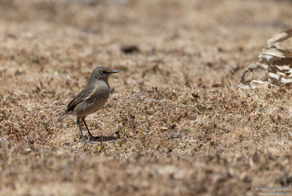 Moorland Chatadult