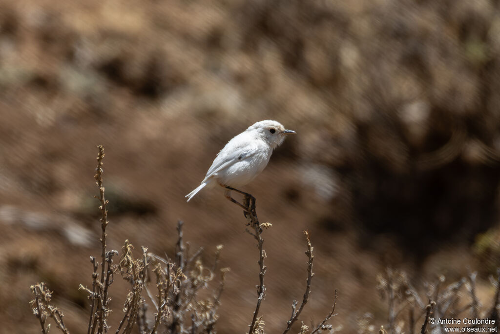 Traquet afroalpinadulte