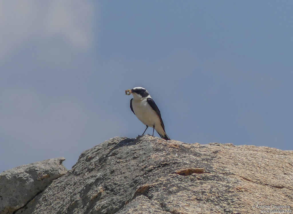 Eastern Black-eared Wheatear male adult breeding, fishing/hunting, Reproduction-nesting