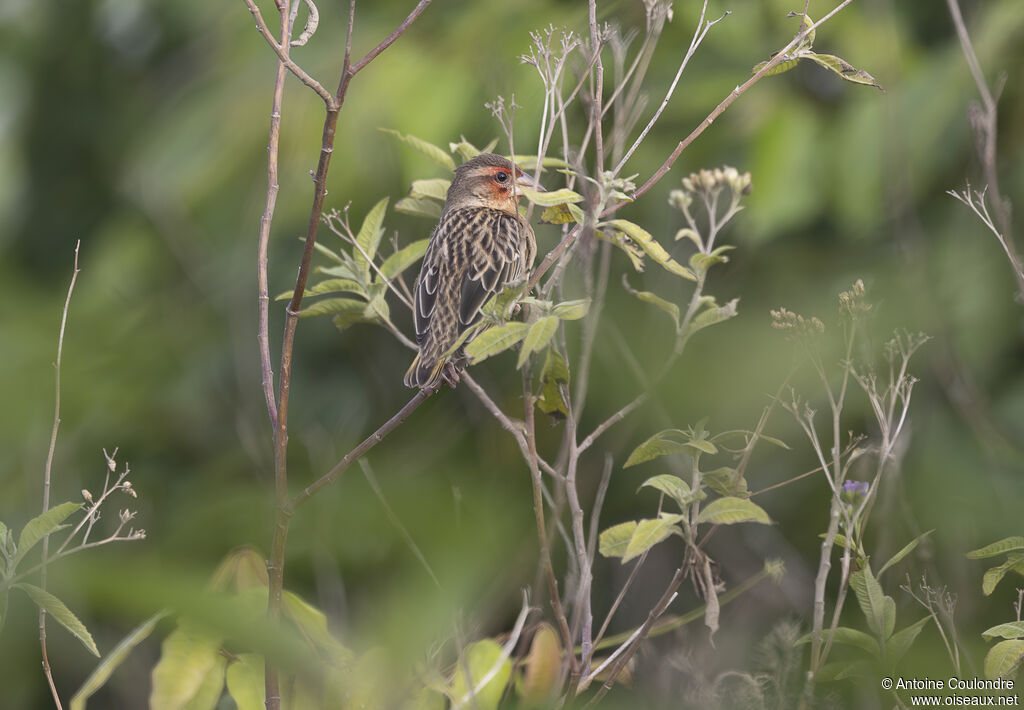Red-headed Quelea male adult transition