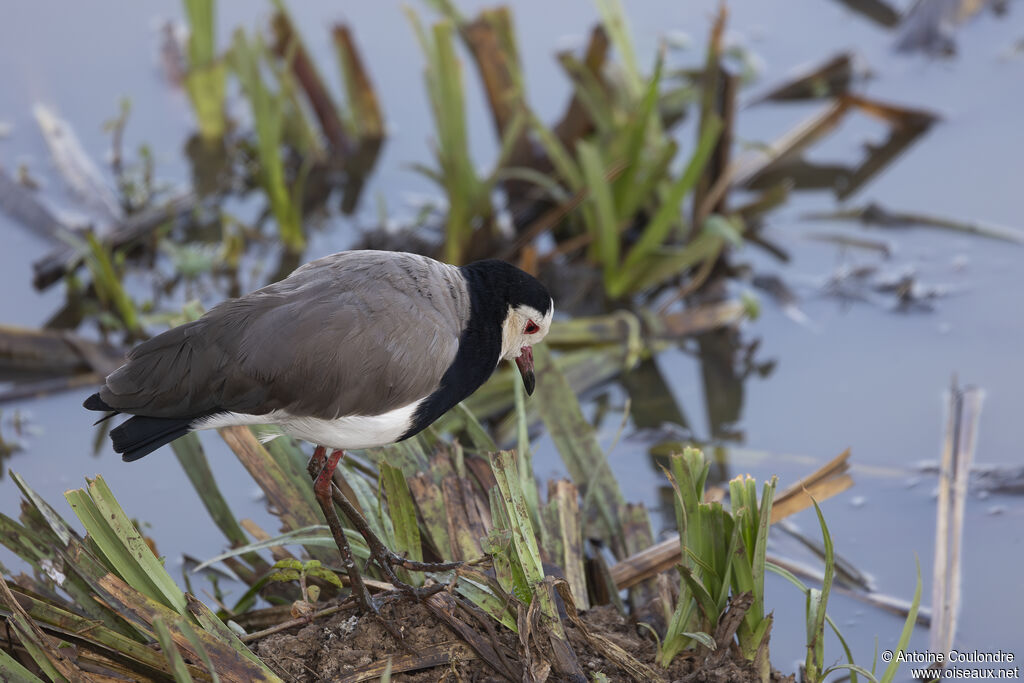 Long-toed Lapwingadult