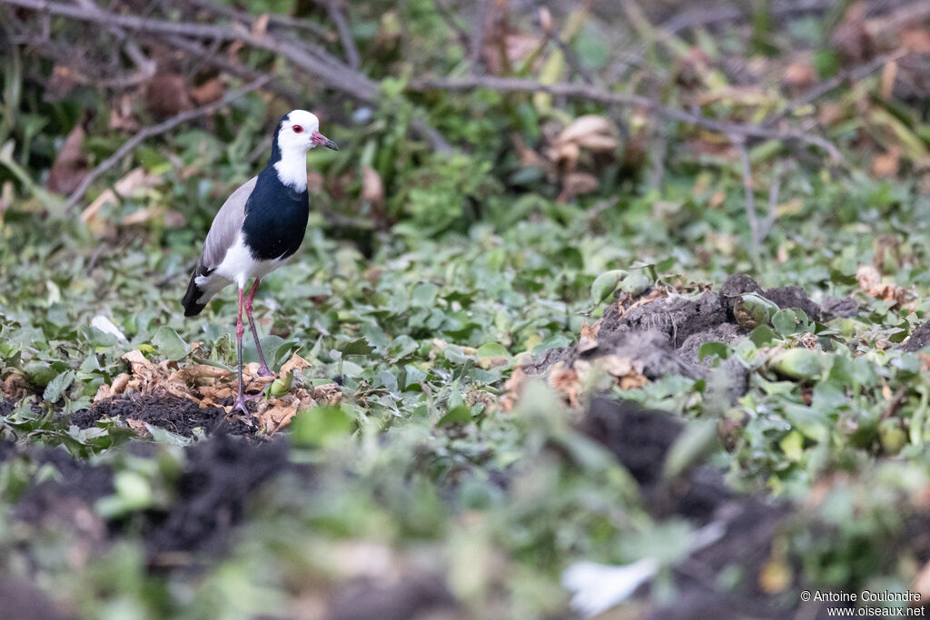 Long-toed Lapwingadult