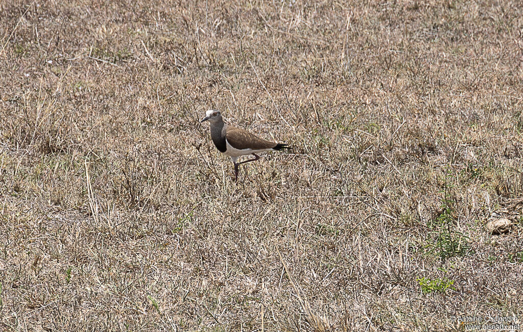Vanneau à ailes noiresadulte nuptial