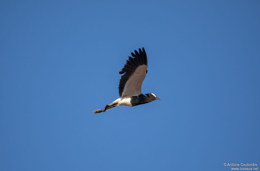 Blacksmith Lapwingadult, Flight