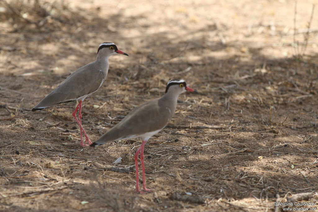 Crowned Lapwingadult breeding